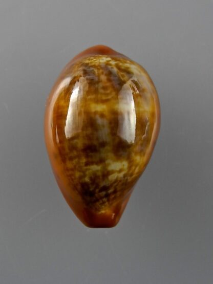 Cypraea pyrum insularum nigromarginata 29,9 mm Gem-12450