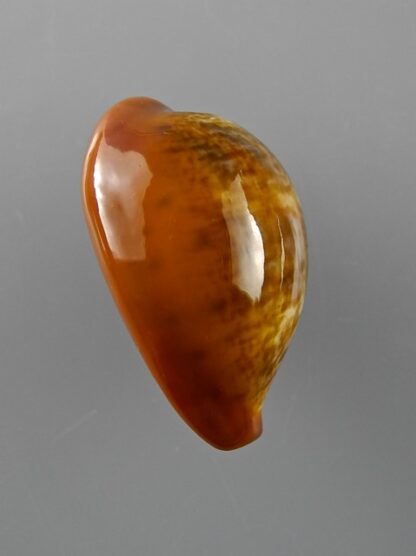 Cypraea pyrum insularum nigromarginata 29,9 mm Gem-12451