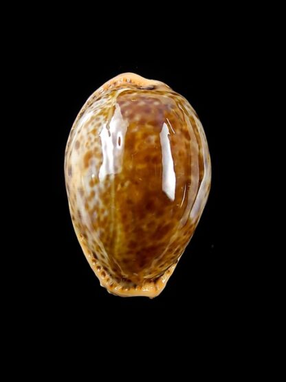 Cypraea spurca verdensium 27,5 mm Gem-12499