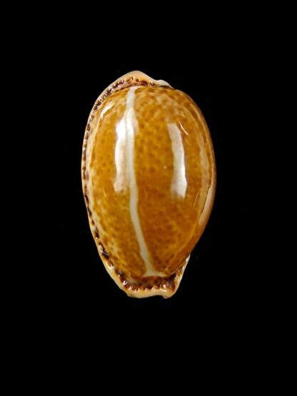 Cypraea spurca verdensium 26,9 mm Gem-12487