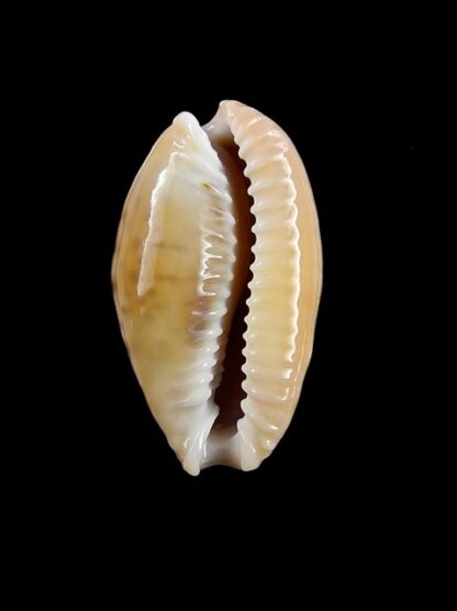 Cypraea spurca verdensium 26,9 mm Gem-12489