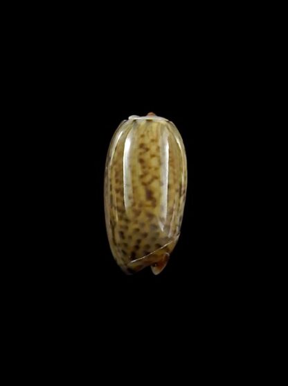Oliva xenos ( Galeola ) 14,3 mm Gem-12601