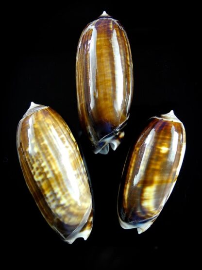 Oliva ornata ( Miniaceoliva ) 50,6 - 51,2 - 43,8 mm Gem-12537