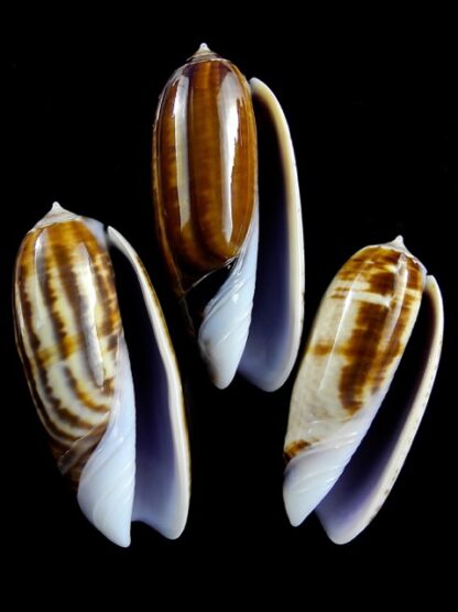 Oliva ornata ( Miniaceoliva ) 50,6 - 51,2 - 43,8 mm Gem-12538