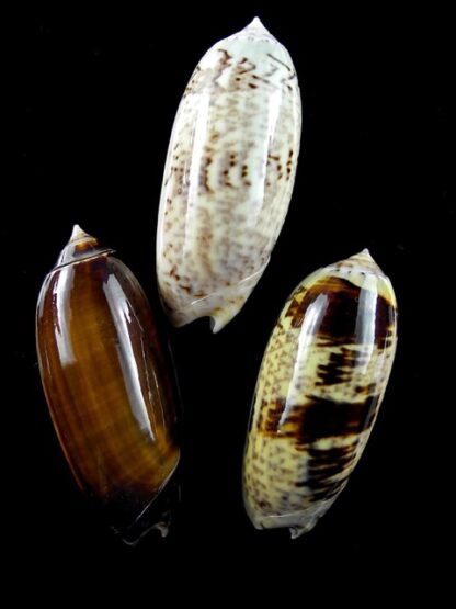 Oliva ornata ( Miniaceoliva ) 48 - 52,6 - 53 mm Gem-12524