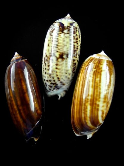 Oliva ornata ( Miniaceoliva ) 45,3 - 47,9 - 45,5 mm Gem-12519