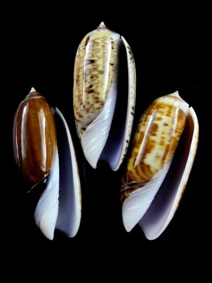 Oliva ornata ( Miniaceoliva ) 45,3 - 47,9 - 45,5 mm Gem-12520