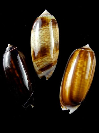 Oliva ornata ( Miniaceoliva ) 42,7 - 43 - 43,6 mm Gem-12514
