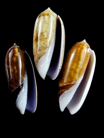 Oliva ornata ( Miniaceoliva ) 42,7 - 43 - 43,6 mm Gem-12512