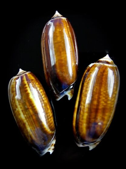 Oliva ornata ( Miniaceoliva ) 49,6 - 47,2 - 47,1 mm Gem-12532