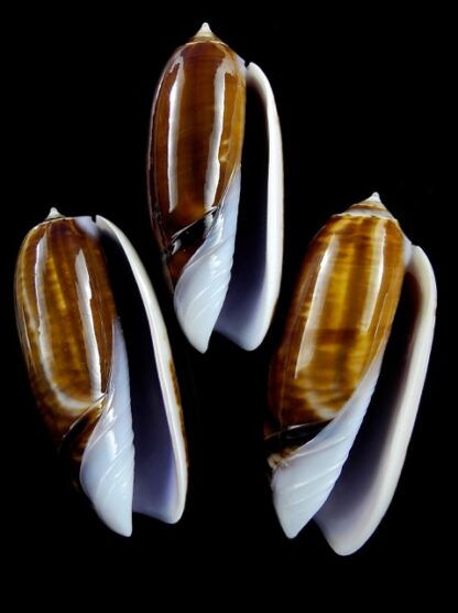 Oliva ornata ( Miniaceoliva ) 49,6 - 47,2 - 47,1 mm Gem-12531