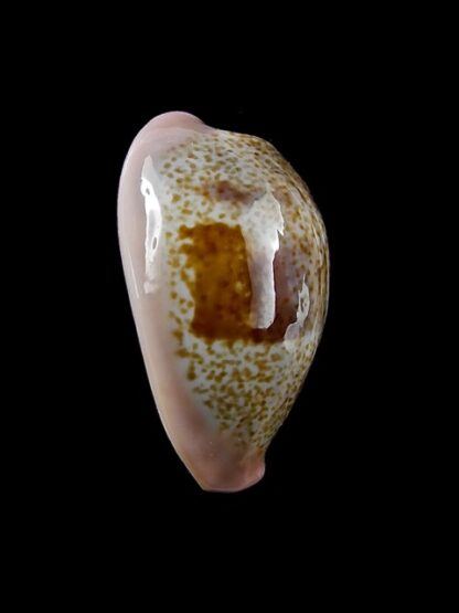 Cypraea subviridis dorsalis Gem 25 mm-12652