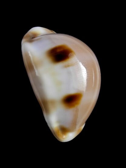 Cypraea tessellata 34,9 mm Gem-12703