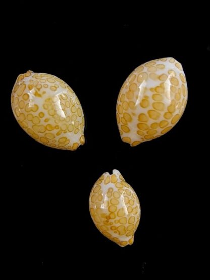 Cypraea mariae 15,7 - 15,7 - 12,6 mm Gem-0