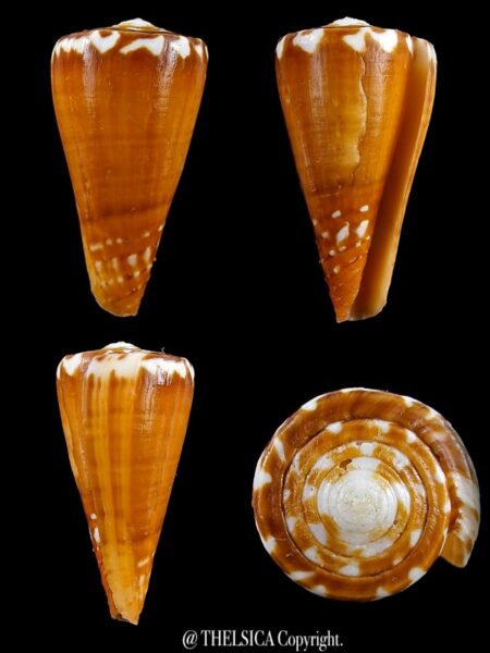 lot de 4 cones des Iles Marquises.-0