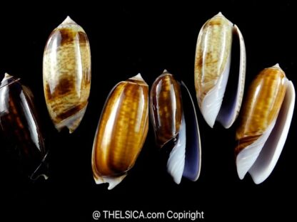 Oliva ornata ( Miniaceoliva ) 42,7 - 43 - 43,6 mm Gem-0
