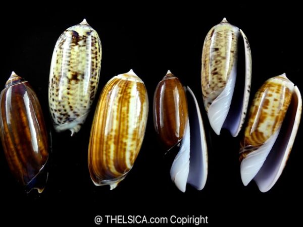Oliva ornata ( Miniaceoliva ) 45,3 - 47,9 - 45,5 mm Gem-0