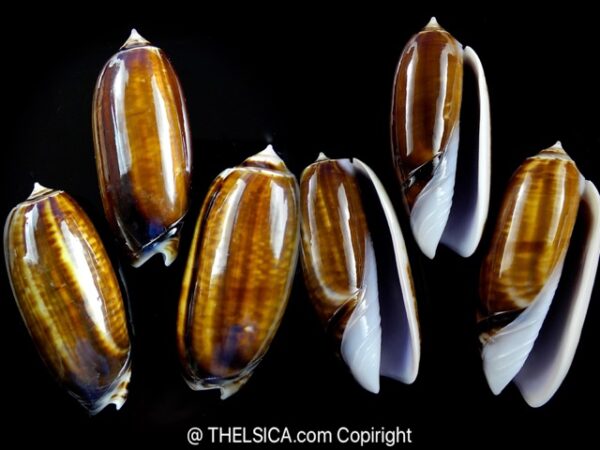 Oliva ornata ( Miniaceoliva ) 49,6 - 47,2 - 47,1 mm Gem-0