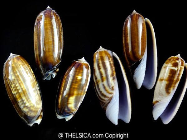 Oliva ornata ( Miniaceoliva ) 50,6 - 51,2 - 43,8 mm Gem-0