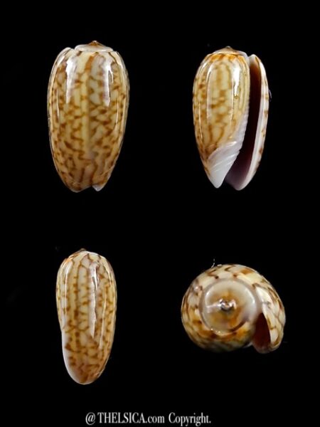 Oliva picta ( Galeola ) 12,8 mm Gem-0