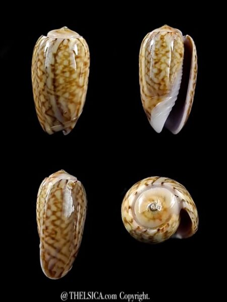 Oliva picta ( Galeola ) 13,1 mm Gem-0