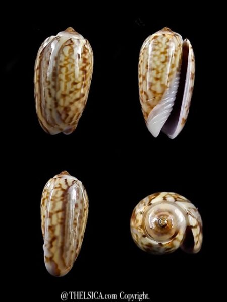 Oliva picta ( Galeola ) 13,2 mm Gem-0