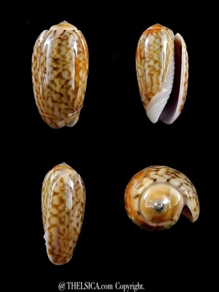 Oliva picta ( Galeola ) 13,6 mm Gem-0