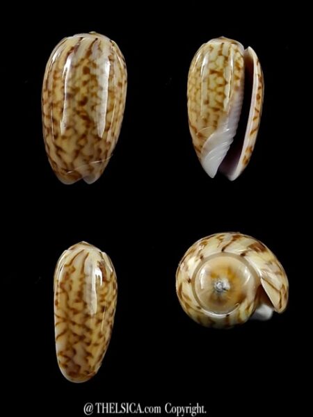 Oliva picta ( Galeola ) 14,1 mm Gem-0