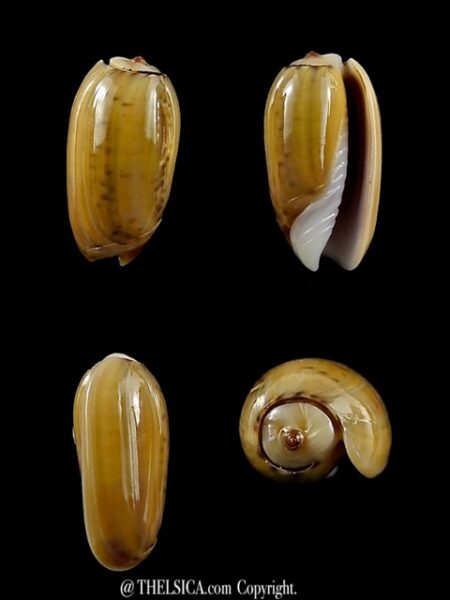 Oliva xenos ( Galeola ) 14,2 mm Gem-0