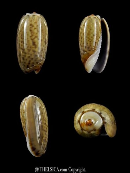 Oliva xenos ( Galeola ) 14,3 mm Gem-0
