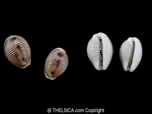 Trivia SP. CF, to monacha 8,1 and 9 mm Gem-0