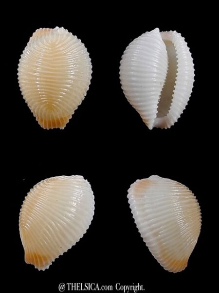 Trivia suduirauti 16,2 mm Gem-0