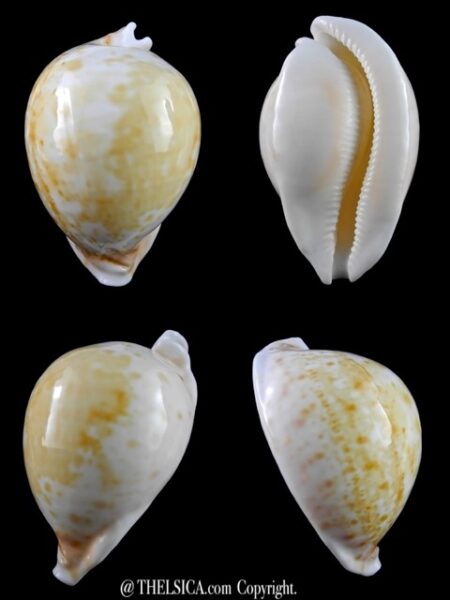 Umbilia armeniaca ..white.. 106,4 mm Gem-0