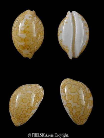 3 cypraea mariae 18 ; 16,7 ; 16,2 mm Gem-12674