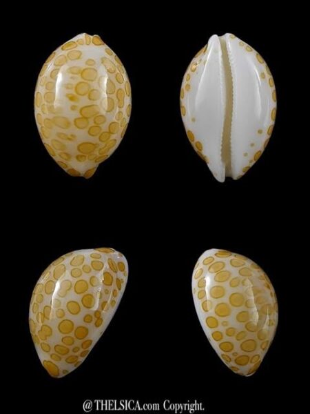3 cypraea mariae 18 ; 16,7 ; 16,2 mm Gem-0