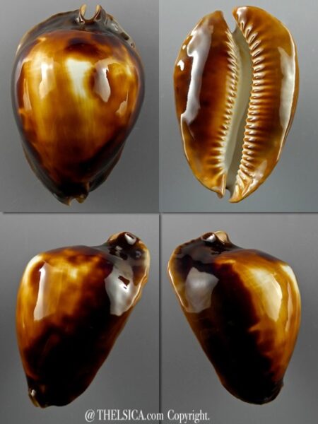 Zoila rosselli latistoma 58,9 mm F+++/Gem-0