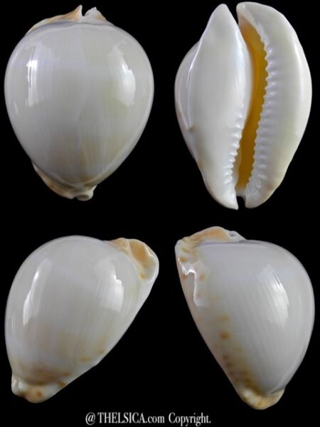 Zoila thersites contraria 68,7 mm Gem-0