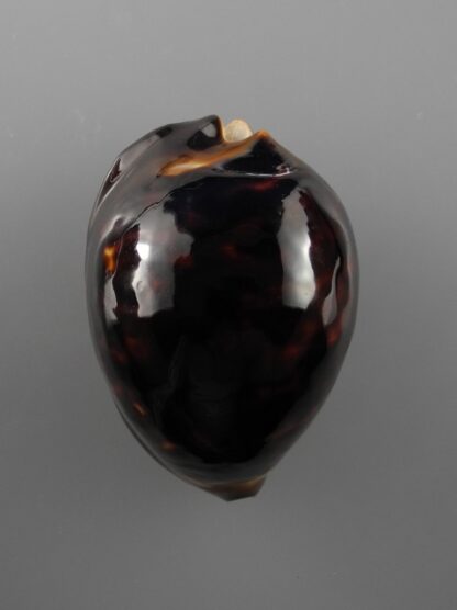 Zoila thersites thersites.."Black".. 73,1 mm Gem-12308