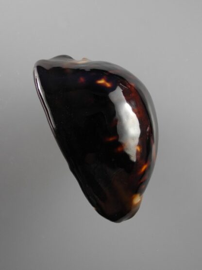 Zoila thersites thersites.."Black".. 73,1 mm Gem-12307