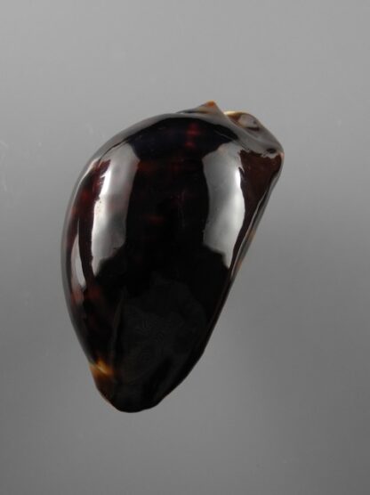 Zoila thersites thersites.."Black".. 73,1 mm Gem-12309