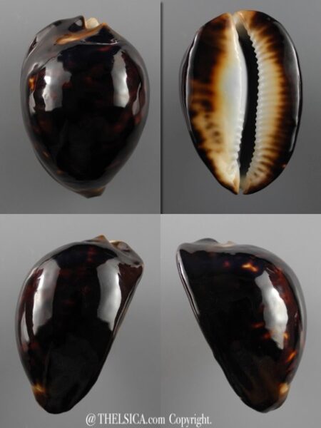 Zoila thersites thersites.."Black".. 73,1 mm Gem-0