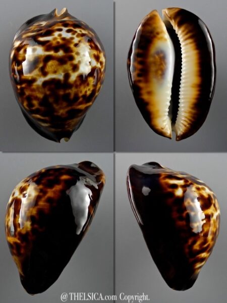 Zoila thersites thersites..Giant.. 81,5 mm Gem-0