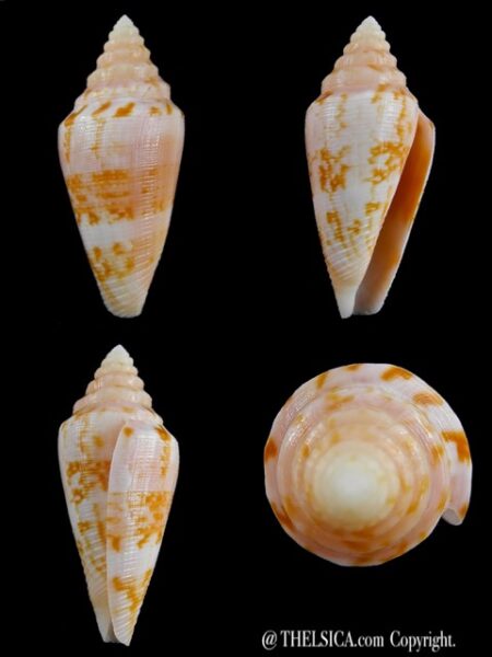 Floraconus anemone carmeli 49,2 mm Gem-0