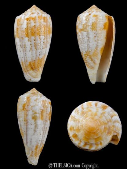 Conus arafurensis 39,5 mm F+++-0