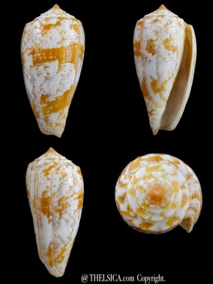 Conus arafurensis 44,5 mm F+++/Gem-0