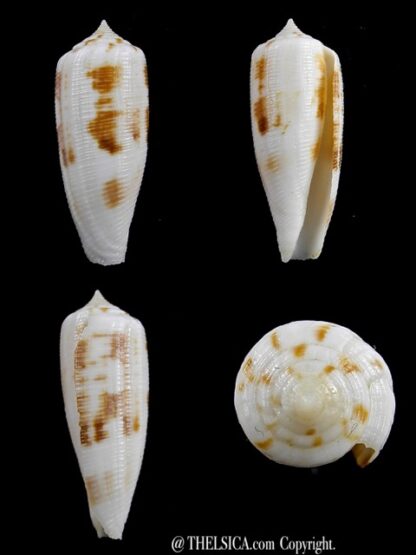 Conus artoptus 34,9 mm Gem-0