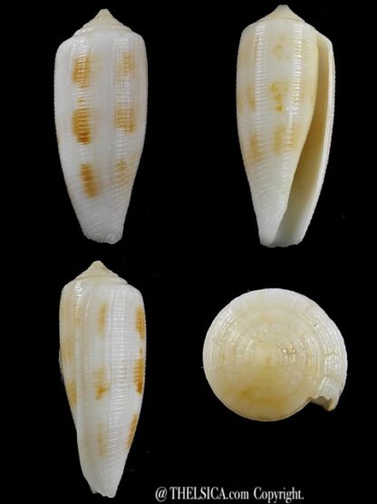 Conus artoptus 36,3 mm F+++/Gem-0