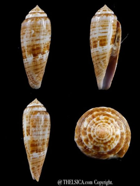 Conus austroviola 42,3 mm F+++/Gem-0