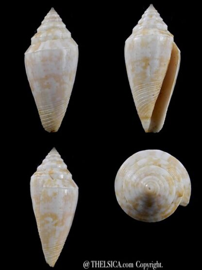 Conus clarus segravei 36,4 mm F+++-0