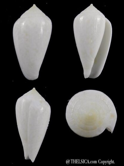 Conus cocceus " white" Gem 32,3 mm-0